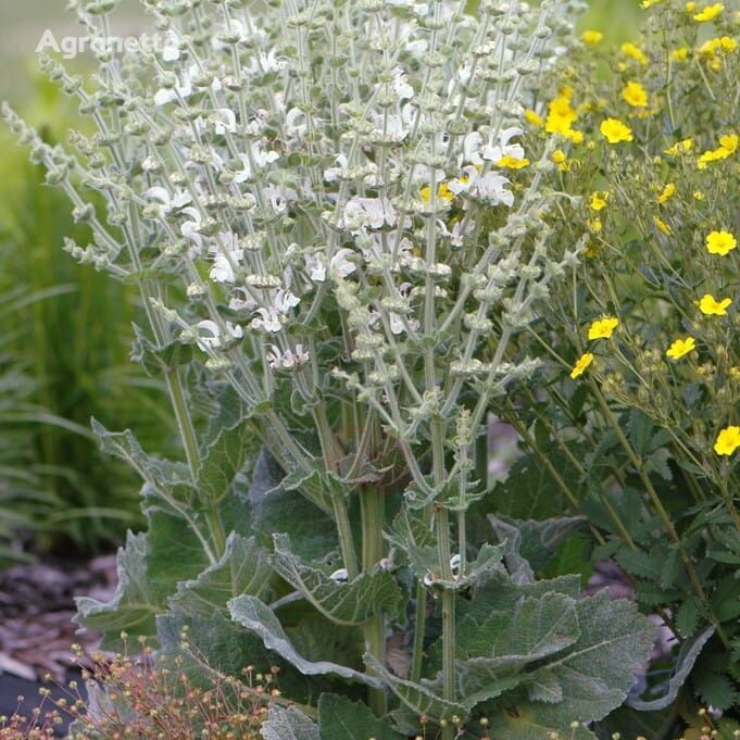 Szałwia Srebrzysta Salvia argentea Blumensetzling