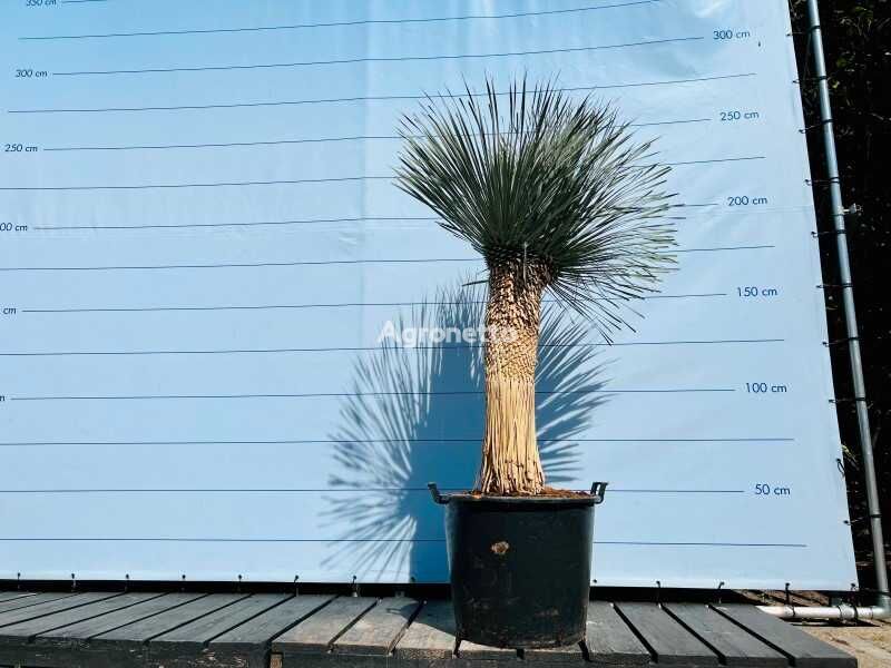 yucca rostrata 210cm Zierstrauchbäumchen